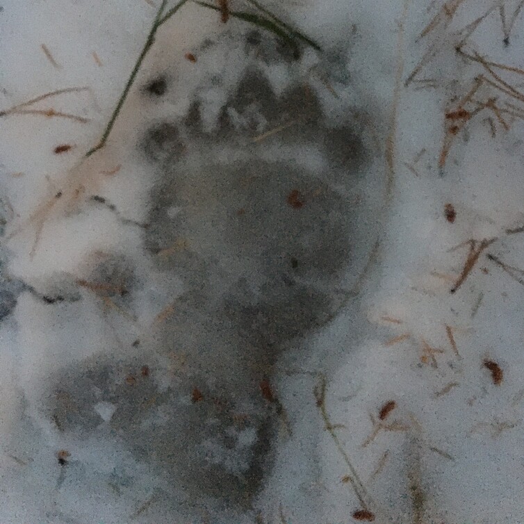 bear foot print from porcupine hills